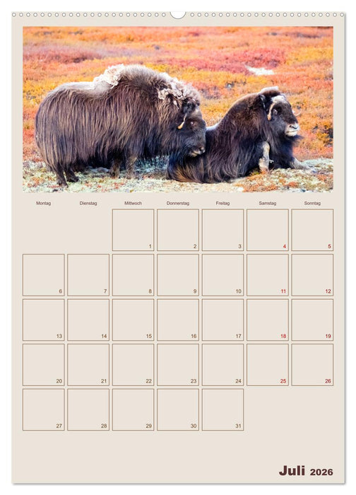 Moschusochsen - Norwegens gemütliche Riesen (CALVENDO Premium Wandkalender 2026)