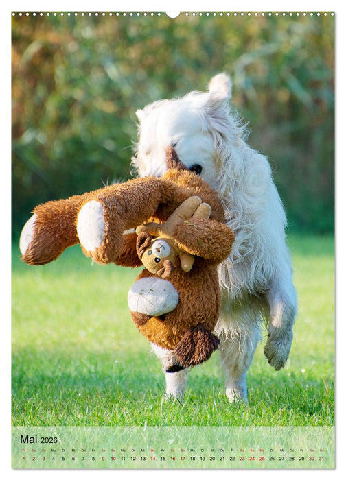 Witzige Hunde (CALVENDO Wandkalender 2026)