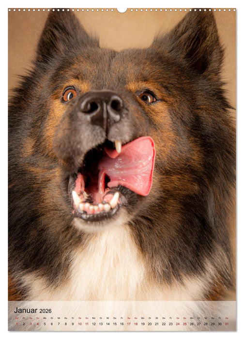 Witzige Hunde (CALVENDO Premium Wandkalender 2026)
