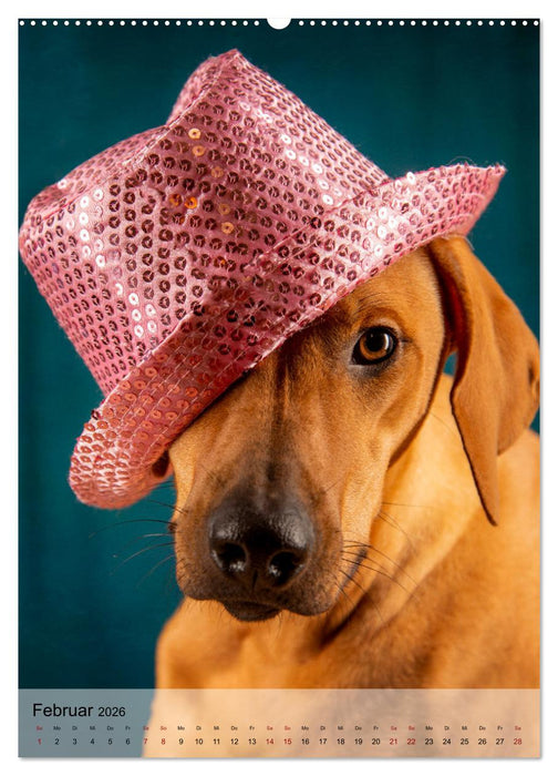 Witzige Hunde (CALVENDO Premium Wandkalender 2026)