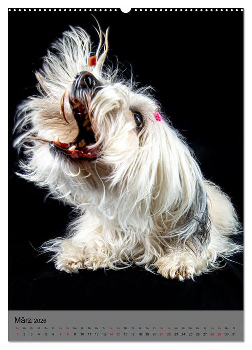Witzige Hunde (CALVENDO Premium Wandkalender 2026)