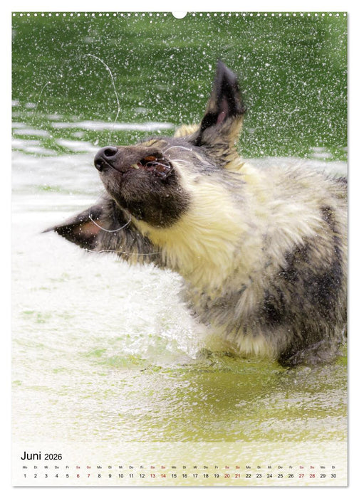 Witzige Hunde (CALVENDO Premium Wandkalender 2026)