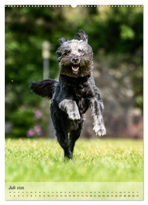 Witzige Hunde (CALVENDO Premium Wandkalender 2026)