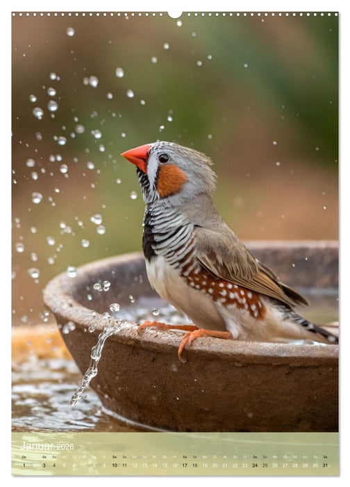 Zebrafinken - Ein Jahr voller gefiederter Momente (CALVENDO Wandkalender 2026)