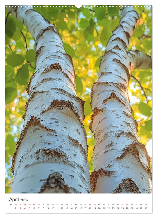 Im Herzen des Birkenwaldes (CALVENDO Wandkalender 2026)