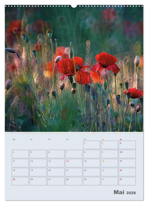 Magie im Garten (CALVENDO Premium Wandkalender 2026)