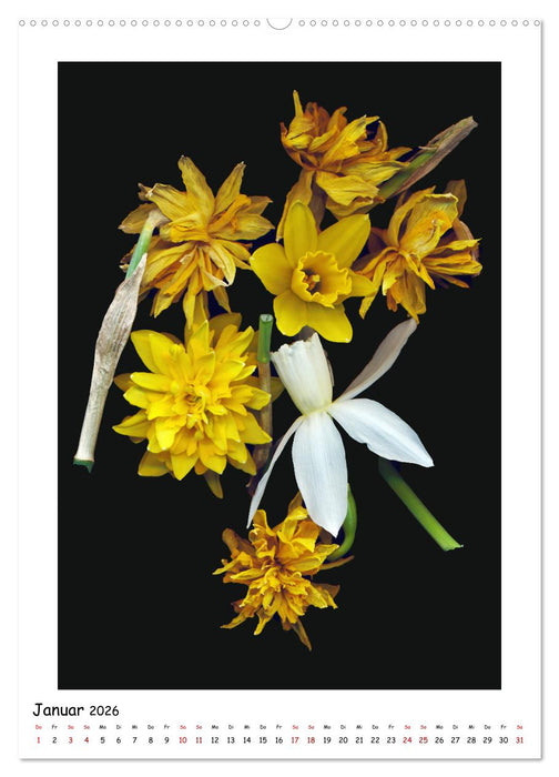 Blüten, toxisch aber wunderschön (CALVENDO Wandkalender 2026)
