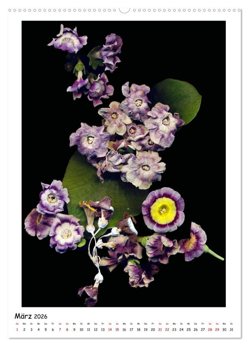 Blüten, toxisch aber wunderschön (CALVENDO Wandkalender 2026)