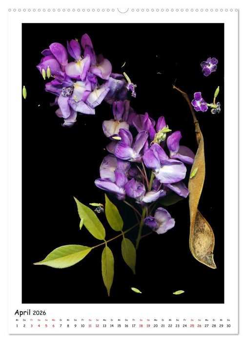 Blüten, toxisch aber wunderschön (CALVENDO Premium Wandkalender 2026)