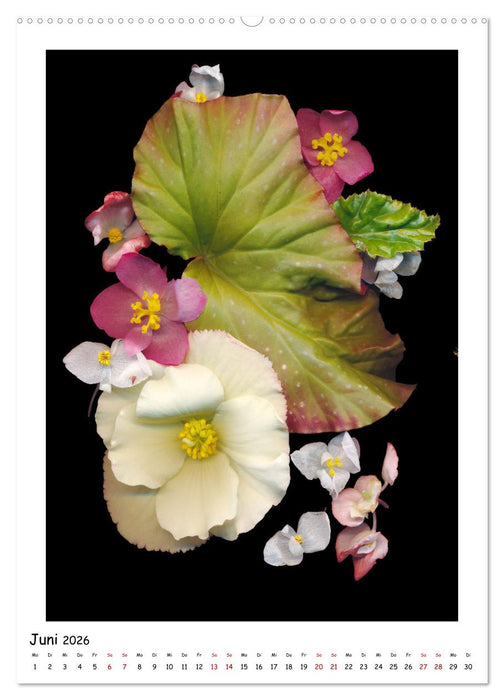Blüten, toxisch aber wunderschön (CALVENDO Premium Wandkalender 2026)