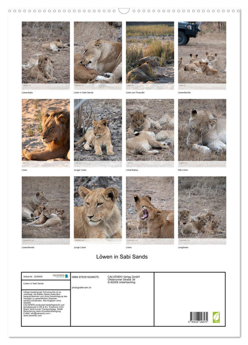 Löwen in Sabi Sands (CALVENDO Wandkalender 2026)