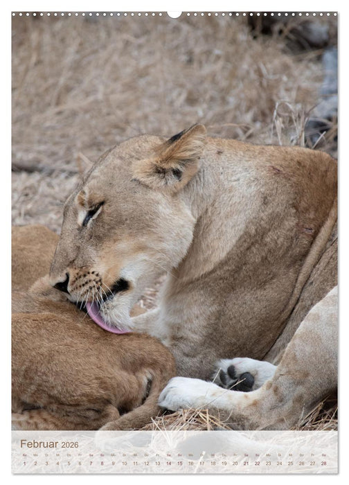 Löwen in Sabi Sands (CALVENDO Wandkalender 2026)