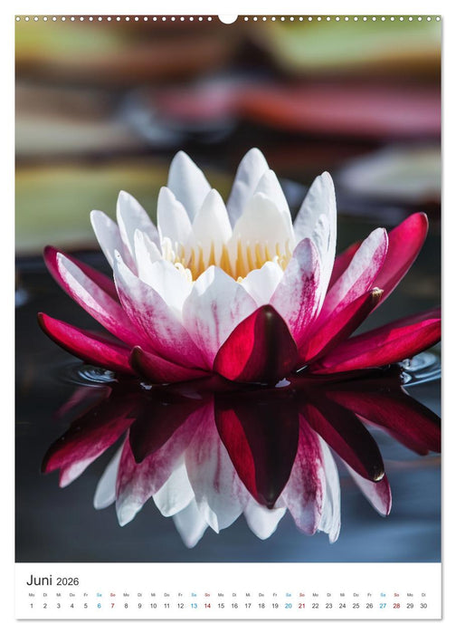 Seerosen Sinfonie (CALVENDO Wandkalender 2026)