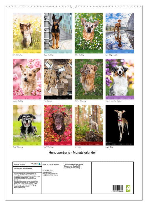 Hundeportraits - Monatskalender (CALVENDO Wandkalender 2026)