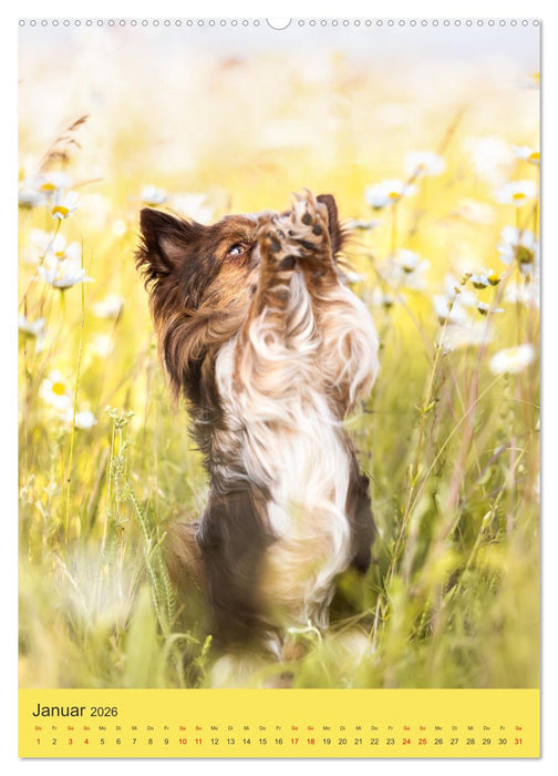 Hundeportraits - Monatskalender (CALVENDO Wandkalender 2026)