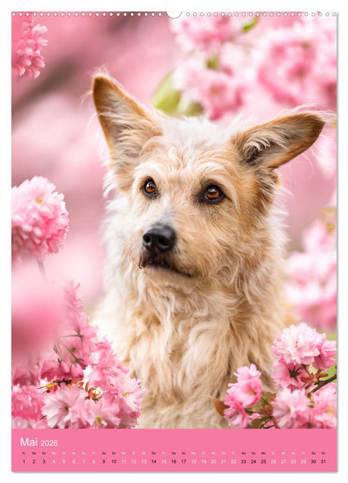 Hundeportraits - Monatskalender (CALVENDO Wandkalender 2026)