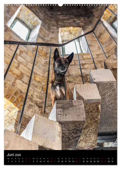 Hundeportraits - Monatskalender (CALVENDO Wandkalender 2026)