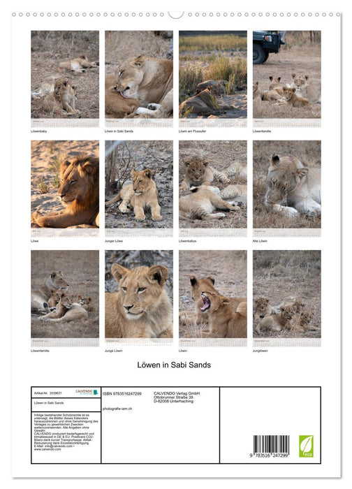 Löwen in Sabi Sands (CALVENDO Premium Wandkalender 2026)
