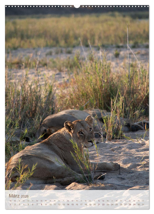 Löwen in Sabi Sands (CALVENDO Premium Wandkalender 2026)