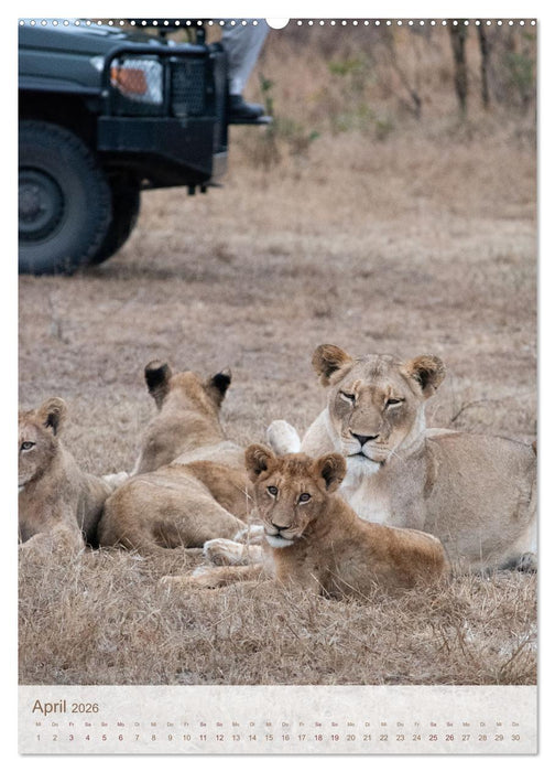 Löwen in Sabi Sands (CALVENDO Premium Wandkalender 2026)