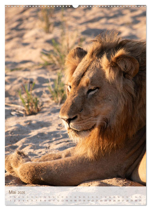 Löwen in Sabi Sands (CALVENDO Premium Wandkalender 2026)
