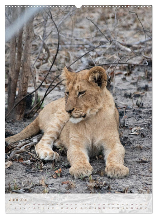Löwen in Sabi Sands (CALVENDO Premium Wandkalender 2026)