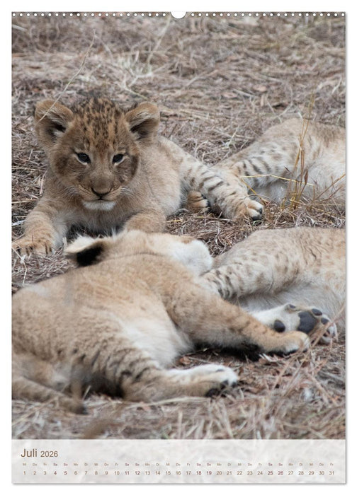Löwen in Sabi Sands (CALVENDO Premium Wandkalender 2026)
