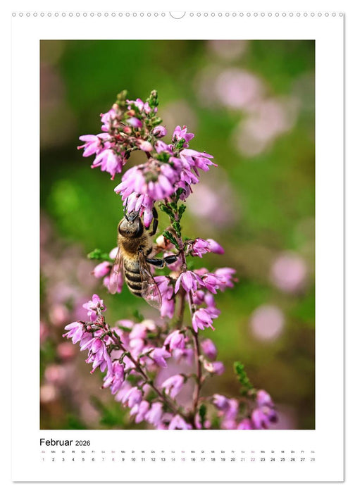 Heidespaziergänge (CALVENDO Premium Wandkalender 2026)