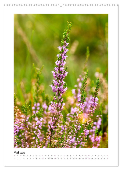 Heidespaziergänge (CALVENDO Premium Wandkalender 2026)