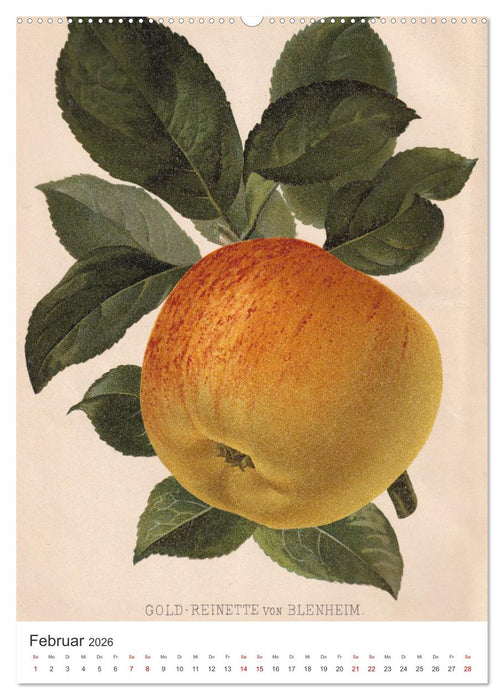 Alte Obstsorten - Äpfel 2026 (CALVENDO Premium Wandkalender 2026)
