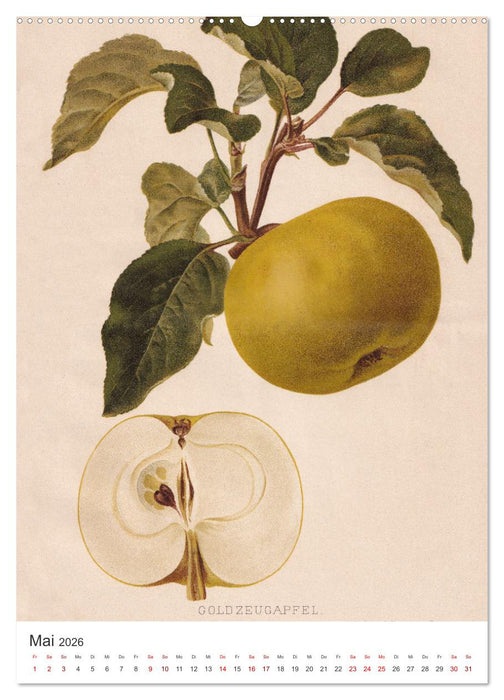 Alte Obstsorten - Äpfel 2026 (CALVENDO Premium Wandkalender 2026)