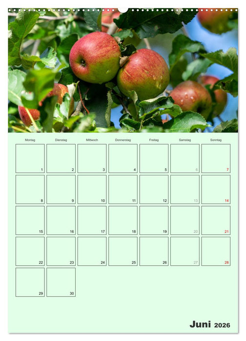 Obst Kalender - GESUND DURCH DAS JAHR (CALVENDO Premium Wandkalender 2026)