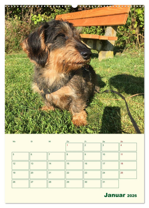 Schorschi – Ein Jahr mit dem bayrischen Rauhhaardackel (CALVENDO Premium Wandkalender 2026)