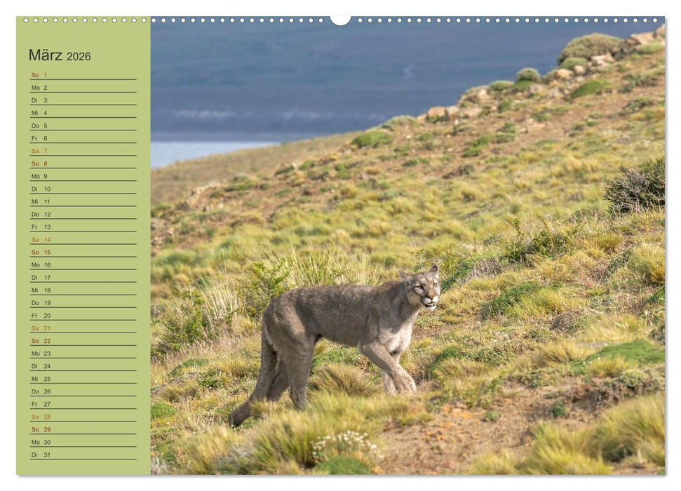 Wildlife Südamerika (CALVENDO Wandkalender 2026)
