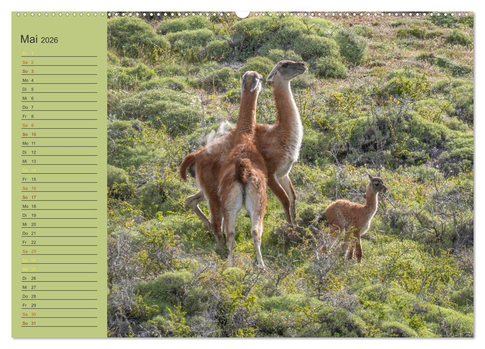Wildlife Südamerika (CALVENDO Wandkalender 2026)