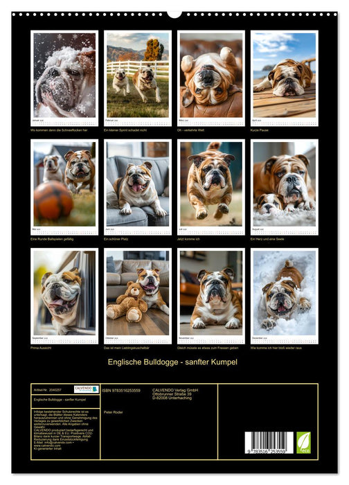 Englische Bulldogge - sanfter Kumpel (CALVENDO Premium Wandkalender 2026)