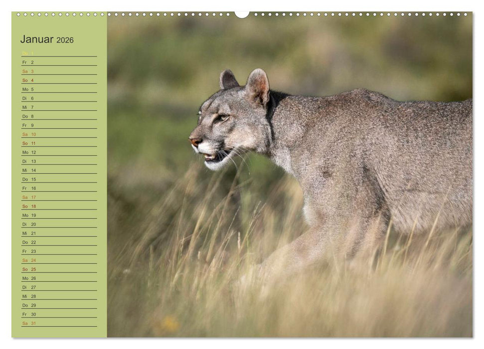 Wildlife Südamerika (CALVENDO Premium Wandkalender 2026)