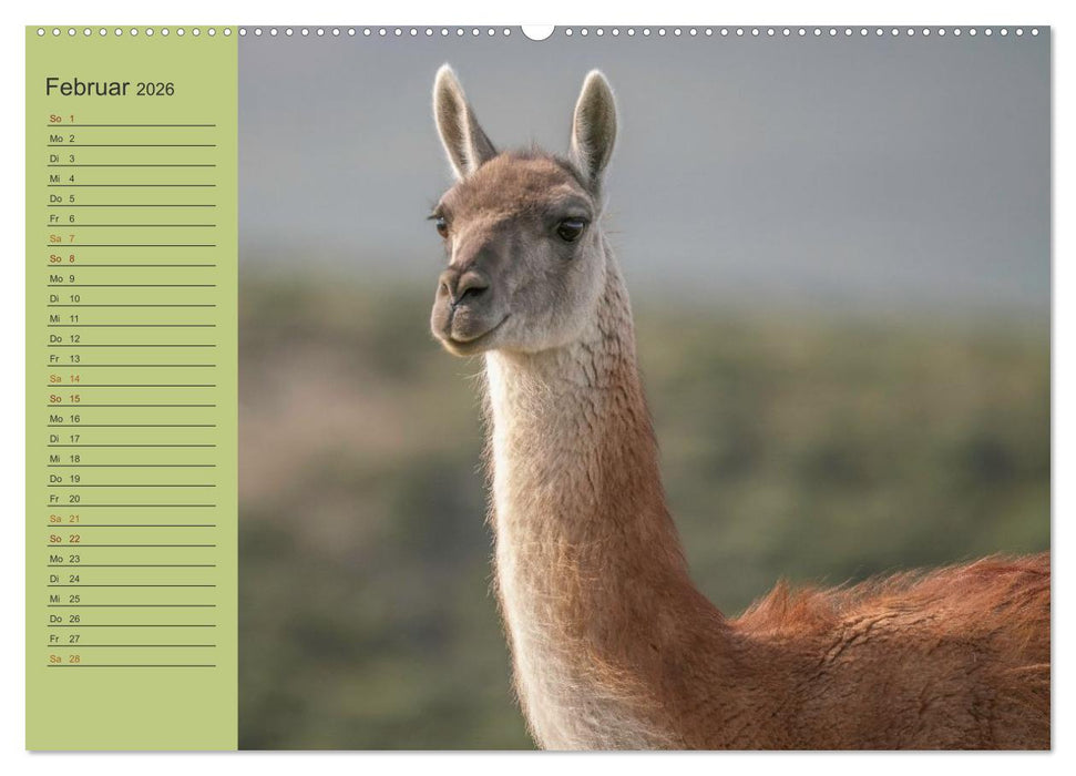 Wildlife Südamerika (CALVENDO Premium Wandkalender 2026)