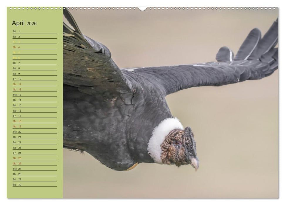 Wildlife Südamerika (CALVENDO Premium Wandkalender 2026)