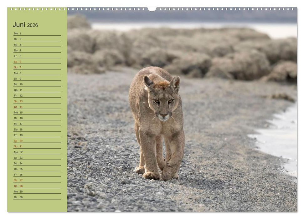 Wildlife Südamerika (CALVENDO Premium Wandkalender 2026)