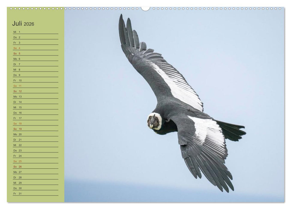 Wildlife Südamerika (CALVENDO Premium Wandkalender 2026)