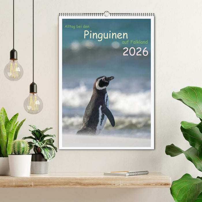 Alltag bei den Pinguinen auf Falkland (CALVENDO Wandkalender 2026)