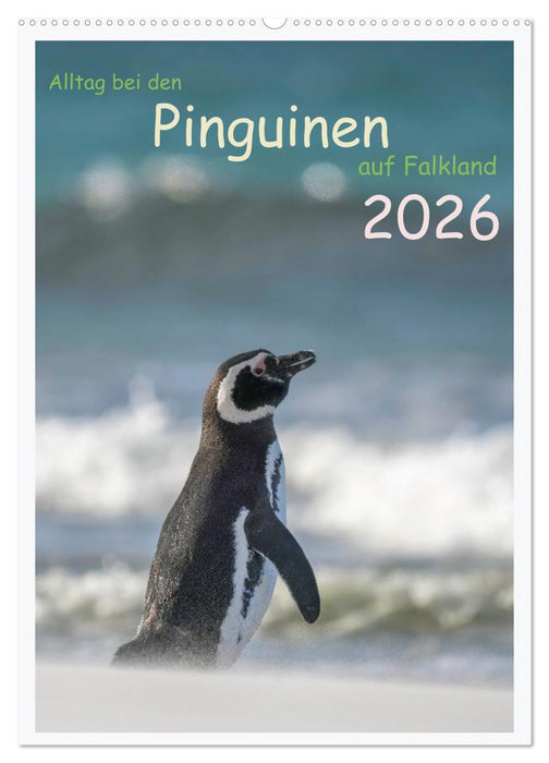 Alltag bei den Pinguinen auf Falkland (CALVENDO Wandkalender 2026)