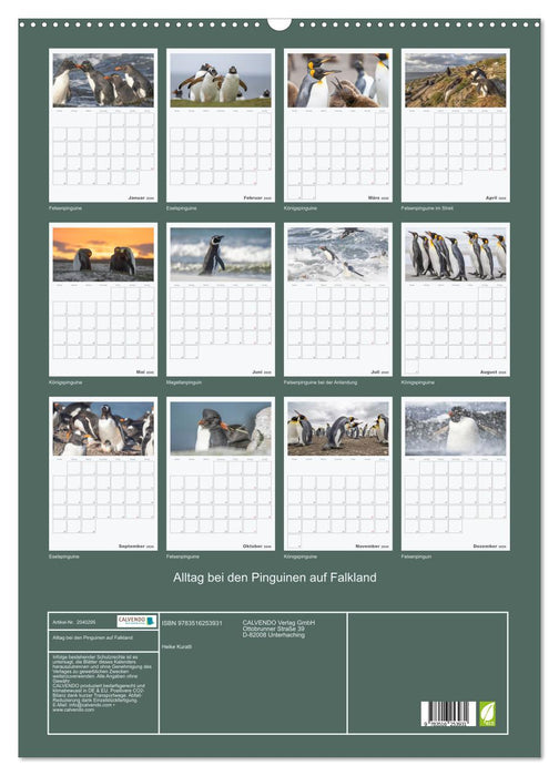 Alltag bei den Pinguinen auf Falkland (CALVENDO Wandkalender 2026)