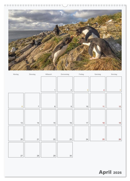 Alltag bei den Pinguinen auf Falkland (CALVENDO Wandkalender 2026)
