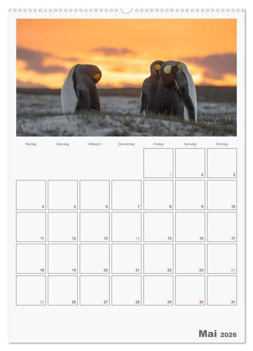 Alltag bei den Pinguinen auf Falkland (CALVENDO Wandkalender 2026)