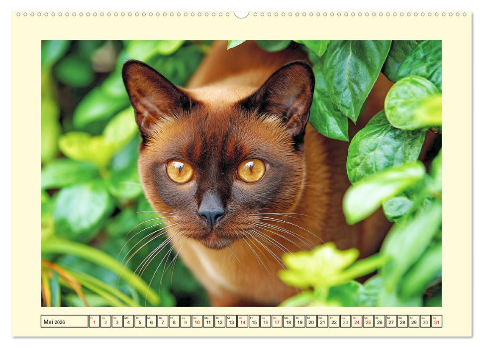 Schöne Katzen. Beliebte Samtpfoten im Garten (CALVENDO Premium Wandkalender 2026)