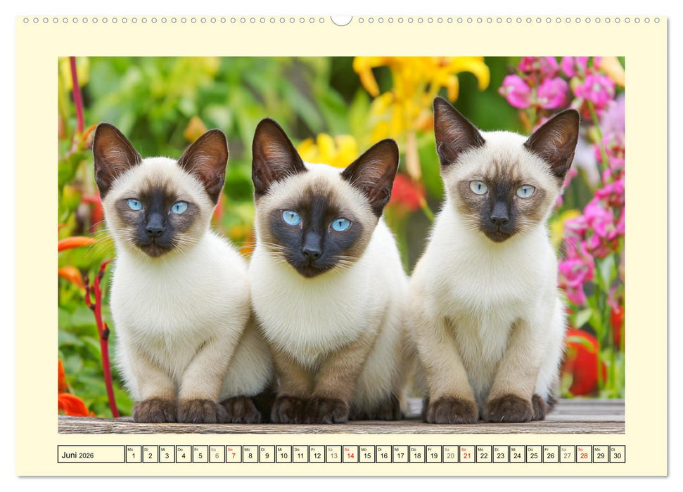 Schöne Katzen. Beliebte Samtpfoten im Garten (CALVENDO Premium Wandkalender 2026)