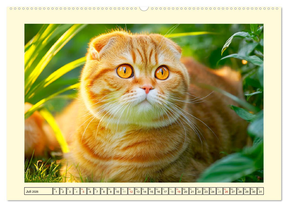 Schöne Katzen. Beliebte Samtpfoten im Garten (CALVENDO Premium Wandkalender 2026)