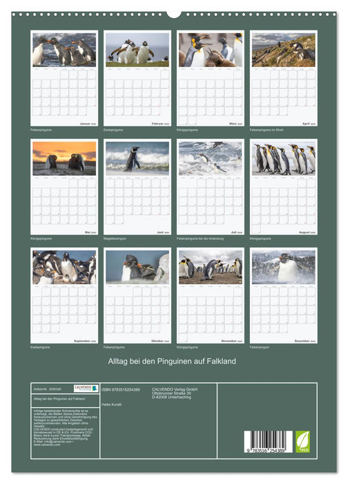 Alltag bei den Pinguinen auf Falkland (CALVENDO Premium Wandkalender 2026)